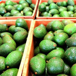 bơ sáp tại vườn moma farm đóng hộp