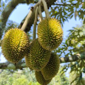 sầu riêng tây nguyên nhà vườn tây nguyên