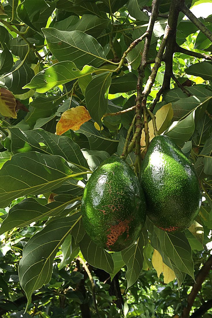 bơ sáp tại vườn moma farm