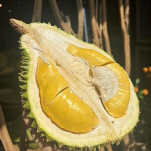 sầu riêng chín cây tây nguyên nhà vườn tây nguyên