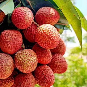 vải thiều chín cây