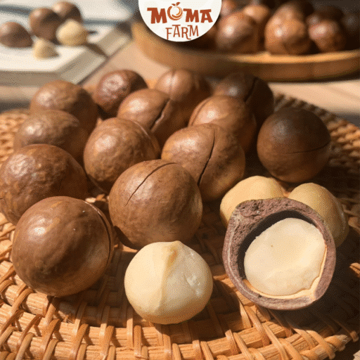 hạt macca size đại moma farm