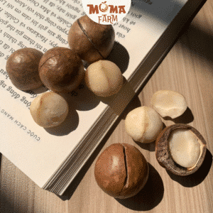 hạt macca tây nguyên nứt vỏ moma farm loại cồ