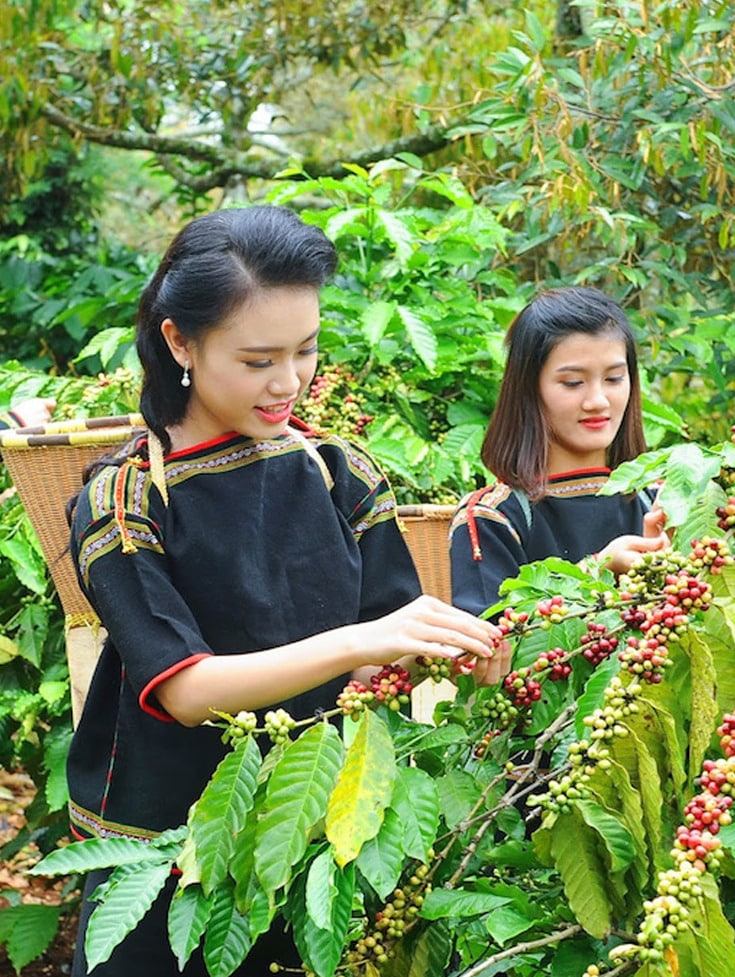bà-con-nông-dân-hái-cà-phê