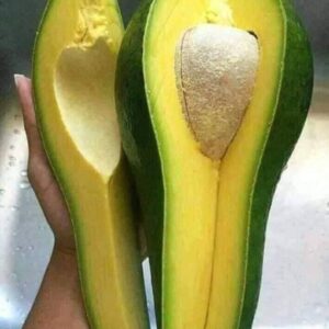 bơ 034 cắt