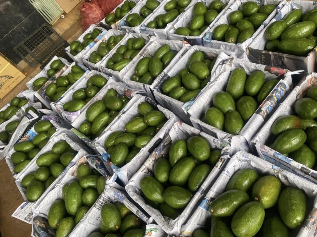 bơ thành bích tây nguyên