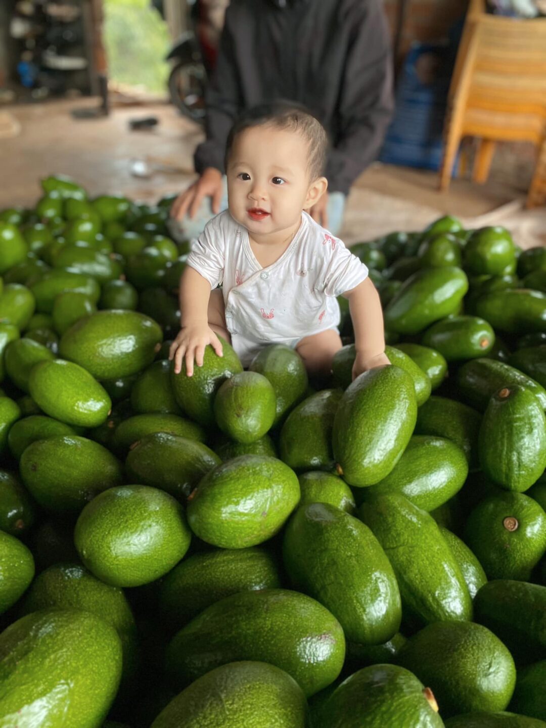 bơ đắk nông