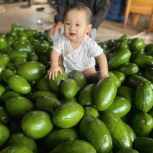 bơ đắk nông