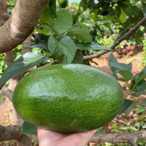 bơ thành bích đaklak