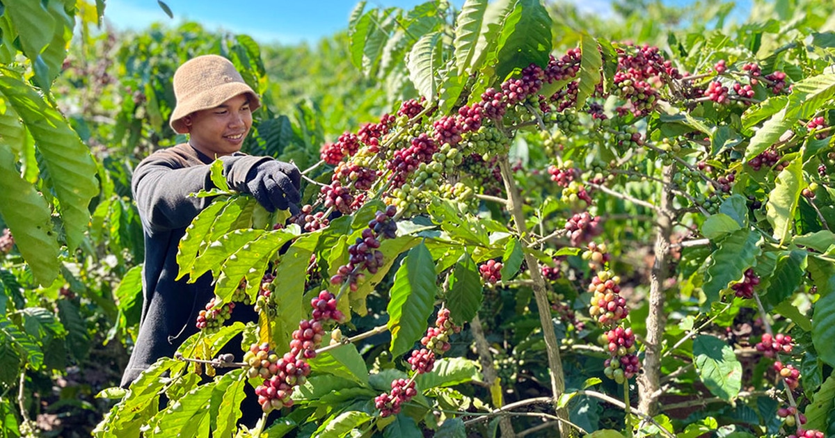 moma farm nong san tay nguyen