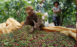 nông sản tây nguyên