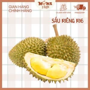 sầu riêng ri6 moma farm