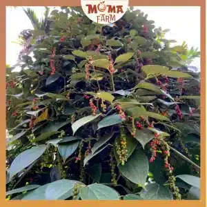 hat-tieu-den-moma-farm